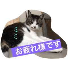 [LINEスタンプ] サバトラ猫のミミちゃん