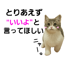 [LINEスタンプ] ねこねこ家猫2