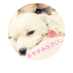 [LINEスタンプ] マルキーと日常