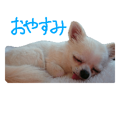 [LINEスタンプ] チワワのみくり