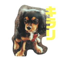 [LINEスタンプ] ななけんスタンプ