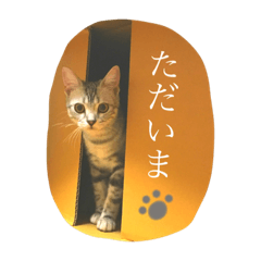 [LINEスタンプ] アメショのりんちゃん