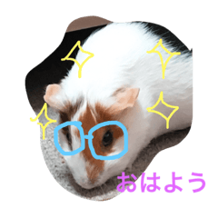 [LINEスタンプ] 可愛い動物ラブ