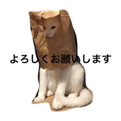 [LINEスタンプ] マシューくん第2弾
