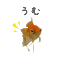 [LINEスタンプ] きんたの気持ち