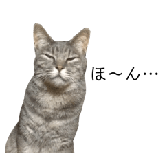[LINEスタンプ] ノラ猫スタンプ