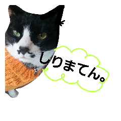 [LINEスタンプ] ザッパな猫