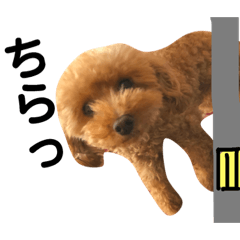 [LINEスタンプ] もかとぷりんの挨拶 ー友達チワワ