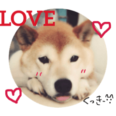 [LINEスタンプ] 愛犬くっきーのスタンプの画像（メイン）
