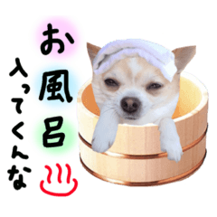 [LINEスタンプ] マロンの日常(関西弁ver)