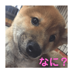 [LINEスタンプ] 豆柴きいくん