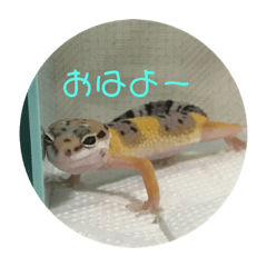 [LINEスタンプ] レオパの使えなさそうで使えるスタンプ