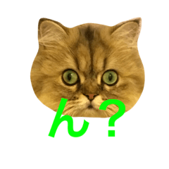 [LINEスタンプ] びんねこちゃん