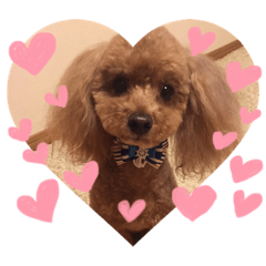 [LINEスタンプ] トイプードルのcoco♡
