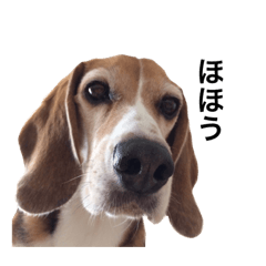 [LINEスタンプ] ビーグル犬チャーリー 3の画像（メイン）