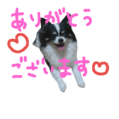 [LINEスタンプ] チワワれおの日常スタンプ