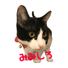 [LINEスタンプ] みみしろといっしょ