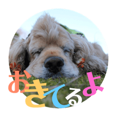 [LINEスタンプ] アメコカアシュレイ