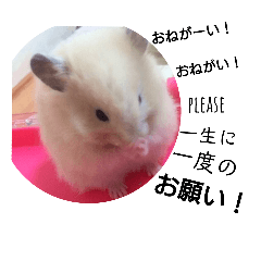[LINEスタンプ] アレックスはハムスター