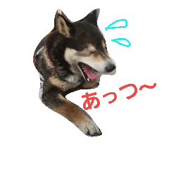 [LINEスタンプ] 黒柴のなっちゃん～夏用～