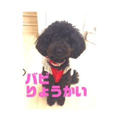 [LINEスタンプ] トイプー家族2