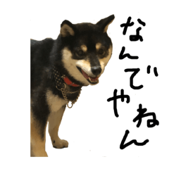 [LINEスタンプ] 関西弁黒柴