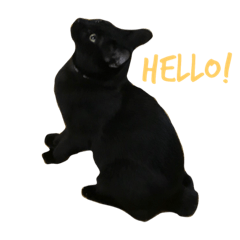 [LINEスタンプ] 黒猫, ころすけ