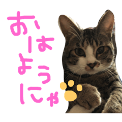 [LINEスタンプ] 前田んちの猫 みーくん