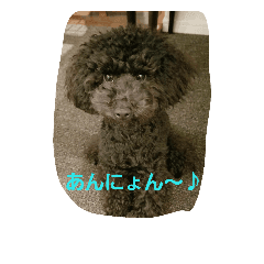 [LINEスタンプ] 黒トイプードルのユノちん