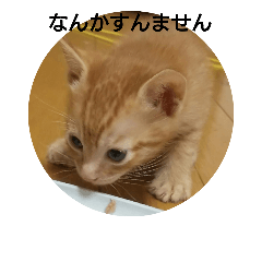 [LINEスタンプ] にゃこさんちの猫