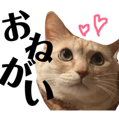 [LINEスタンプ] まるくぅスタンプ第2弾