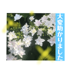 [LINEスタンプ] 丁寧な花達