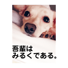 [LINEスタンプ] 愛犬だいすきファミリー1の画像（メイン）