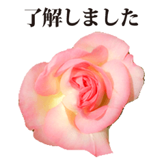 [LINEスタンプ] バラの花 と 敬語