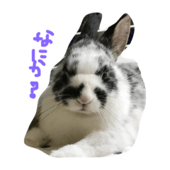 [LINEスタンプ] 癒しされてウサギ