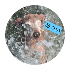 [LINEスタンプ] イタリアングレーハウンドのシェリーちゃん