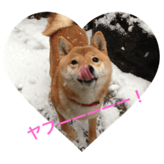 [LINEスタンプ] チャンピーの日常
