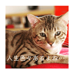 [LINEスタンプ] ベンガル猫のベンジャミン in カナダ