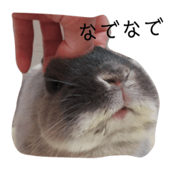 [LINEスタンプ] うさぎのトリュフ