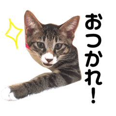 [LINEスタンプ] にゃんず＆りも