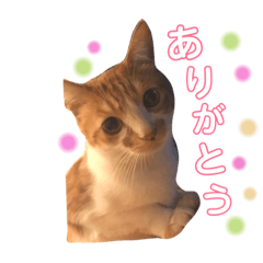 [LINEスタンプ] みぃと愉快な仲間たち