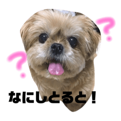 [LINEスタンプ] 我が家の愛しのちゃんぴー