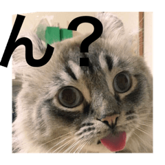 [LINEスタンプ] 猫の癒しスタンプ