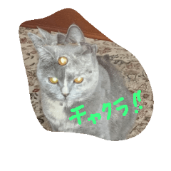 [LINEスタンプ] チヤクラ