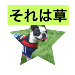 [LINEスタンプ] ボストンテリアのルーク