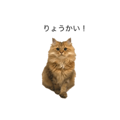 [LINEスタンプ] ふわふわダリちゃん2