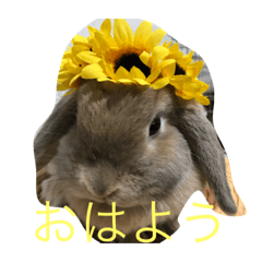 [LINEスタンプ] うさぎのナッツ 実写です