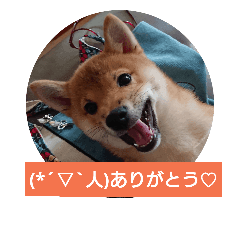 [LINEスタンプ] やんちゃ坊主な豆柴のびた