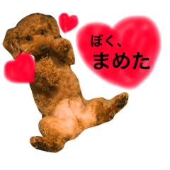 [LINEスタンプ] まめた、ここちゃん、たまににこちゃん