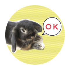 [LINEスタンプ] うさぎのラフくん